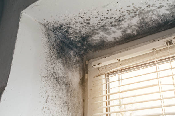 Affordable Mold Removal solutions in Nottingham, MD